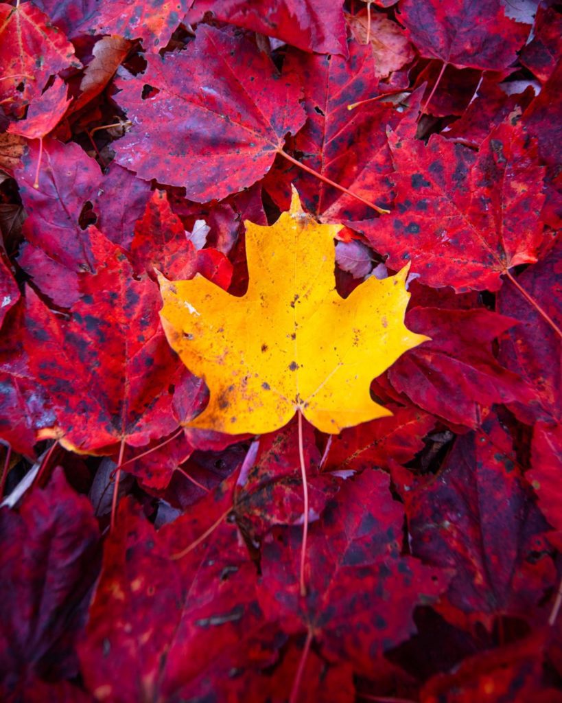 Yellow leaf on top of red leaves