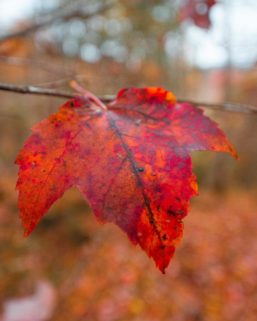 Red-orange leaf