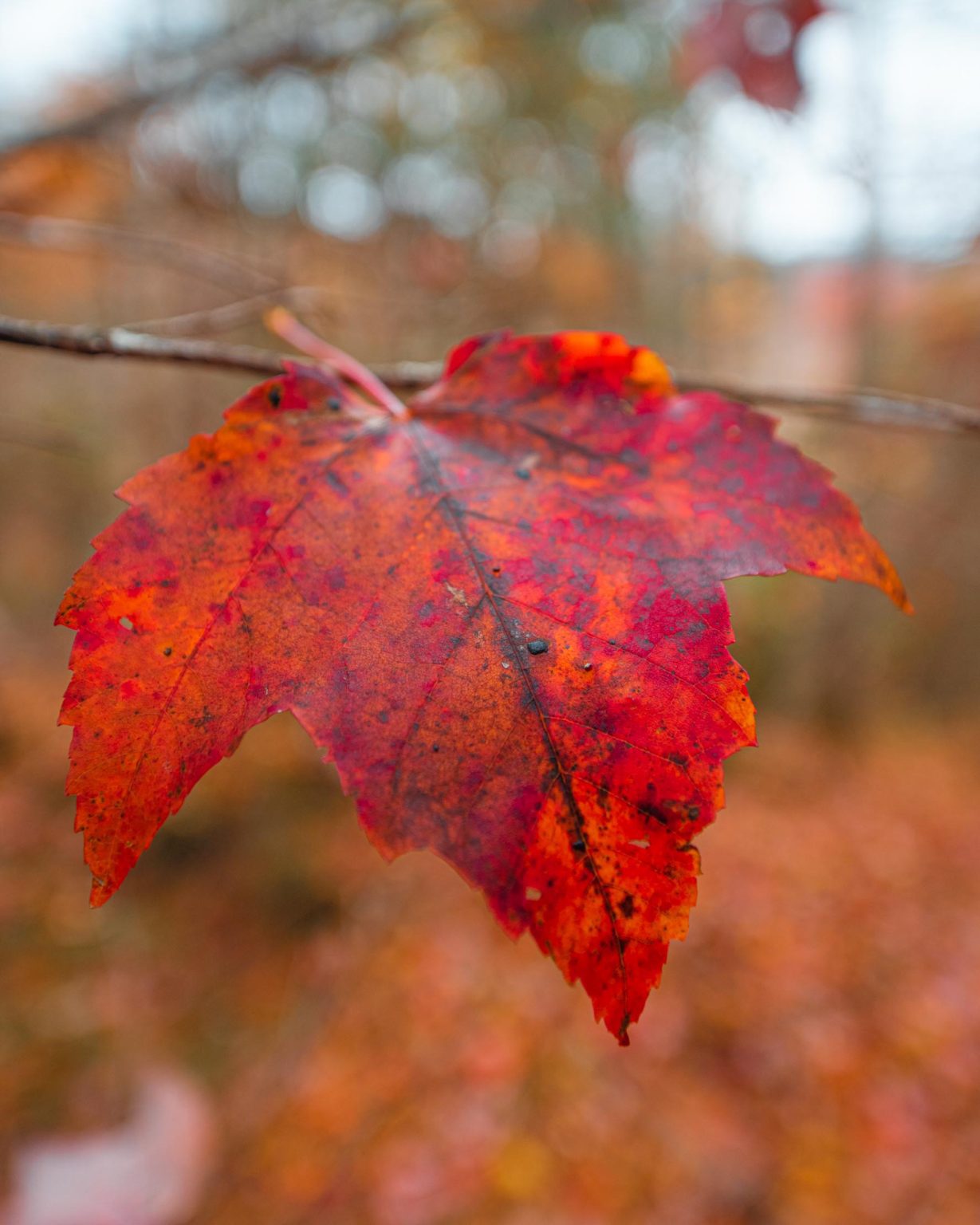 Red-orange leaf