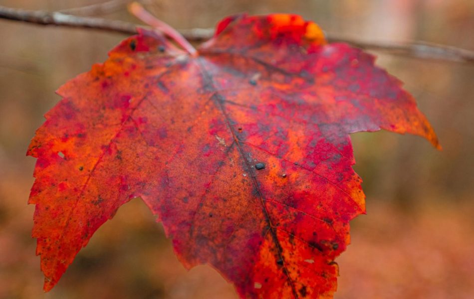 Red-orange leaf